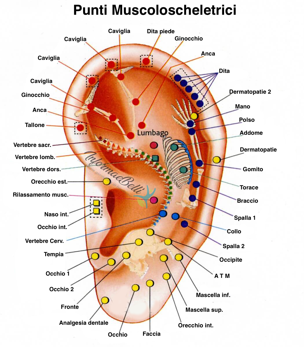 Auricoloterapia che cosè e come funziona InformaeBelli